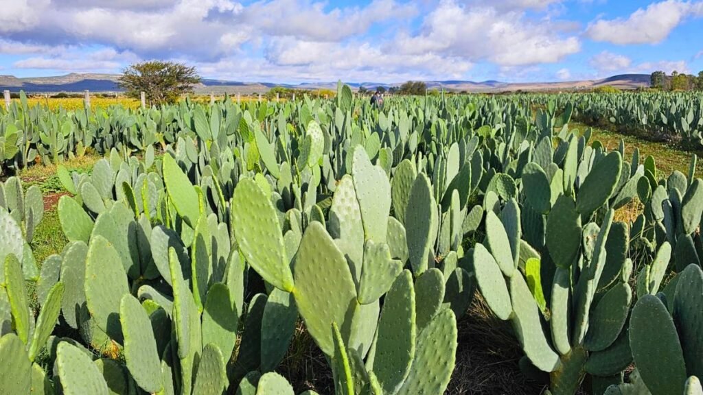 Cómo producir carne donde no llueve: el nopal como forraje estratégico