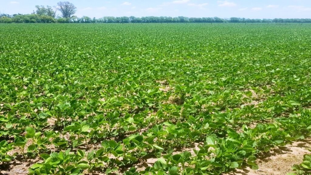 Biodiesel: alertan por pérdidas de hasta 1.000 millones de dólares por trabas de la Unión Europea