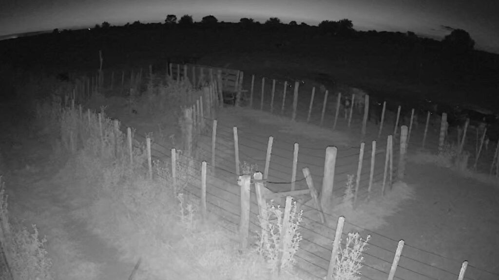 Nuevo intento de abigeato en Las Colonias: una cámara volvió a frustrar la faena