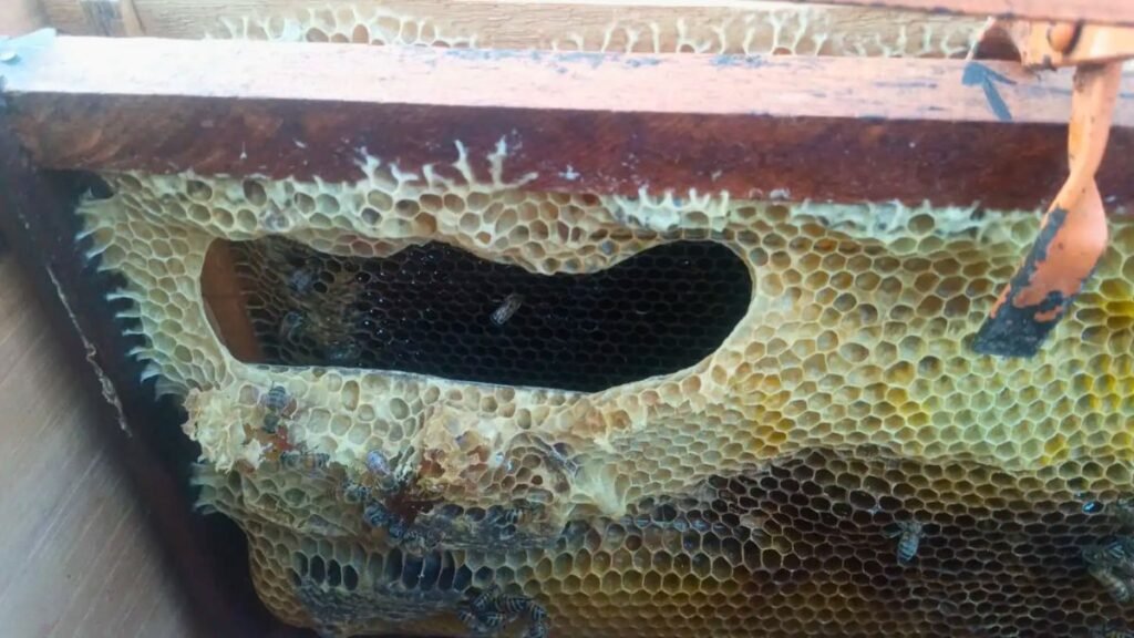 Derretimiento de colmenas: sombra, agua y ventilación para proteger la producción