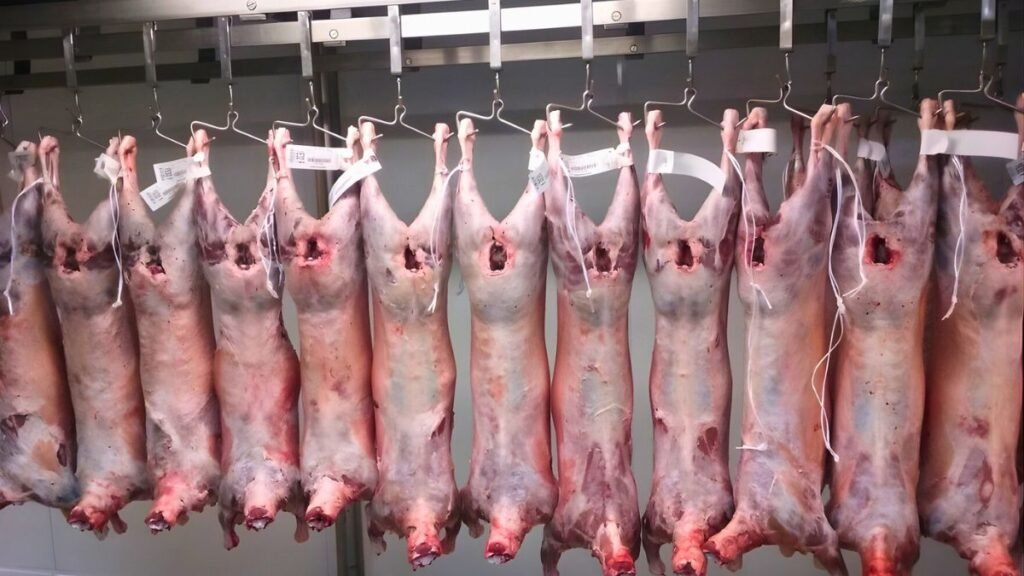 Ovejas de refugo: la exportación abre un nuevo negocio y expone límites productivos