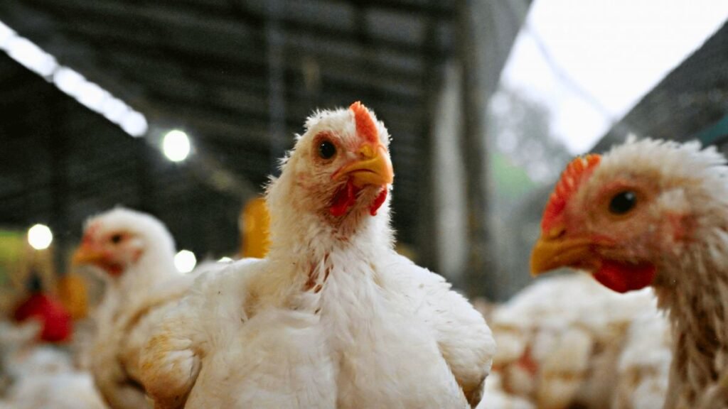 Semáforo de economías regionales: avicultura bajó a amarillo y crecen las señales de alerta