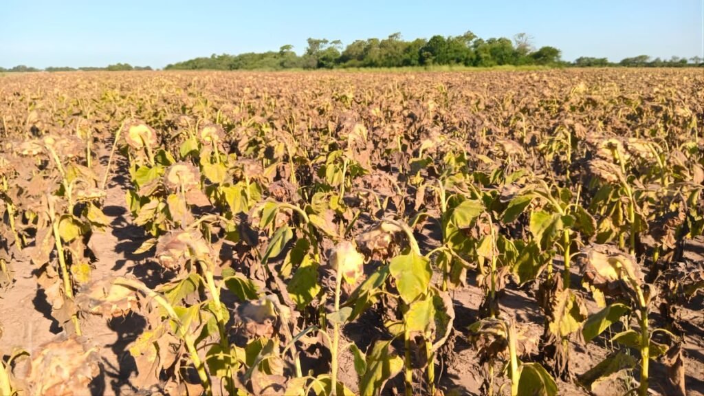 Boom del agro: el girasol empuja la actividad a niveles récord