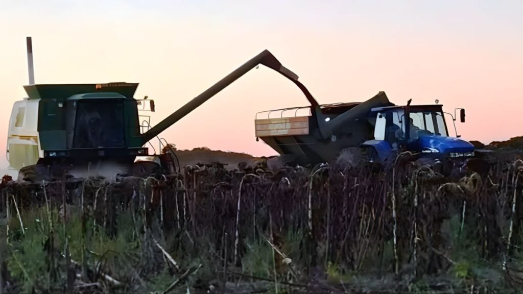 Avanza la cosecha de girasol en el centro norte de Santa Fe con rindes crecientes