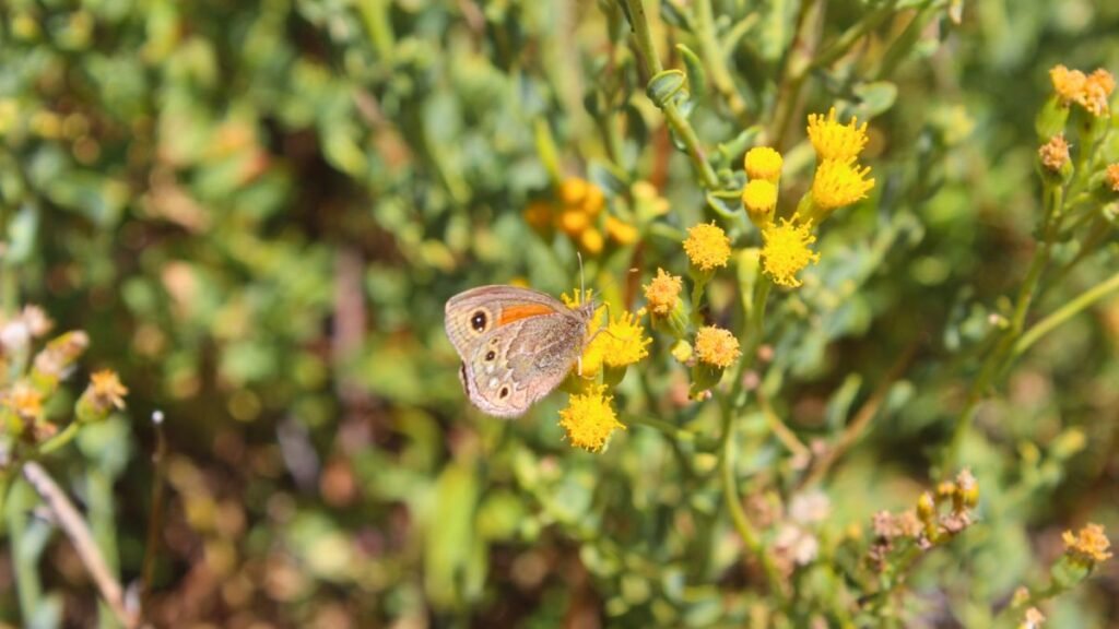 Escuchar al campo para producir mejor: la nueva clave del manejo agropecuario