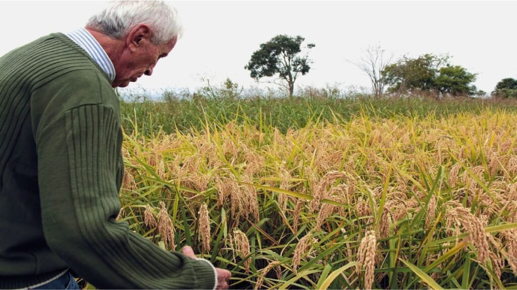 Santa Fe apuesta a sus propias semillas: nace el Programa Provincial de Multiplicación de Semillas de Arroz