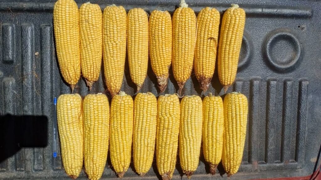 Falta de agua en la principal zona maicera del país: impacto dispar en los cultivos estivales