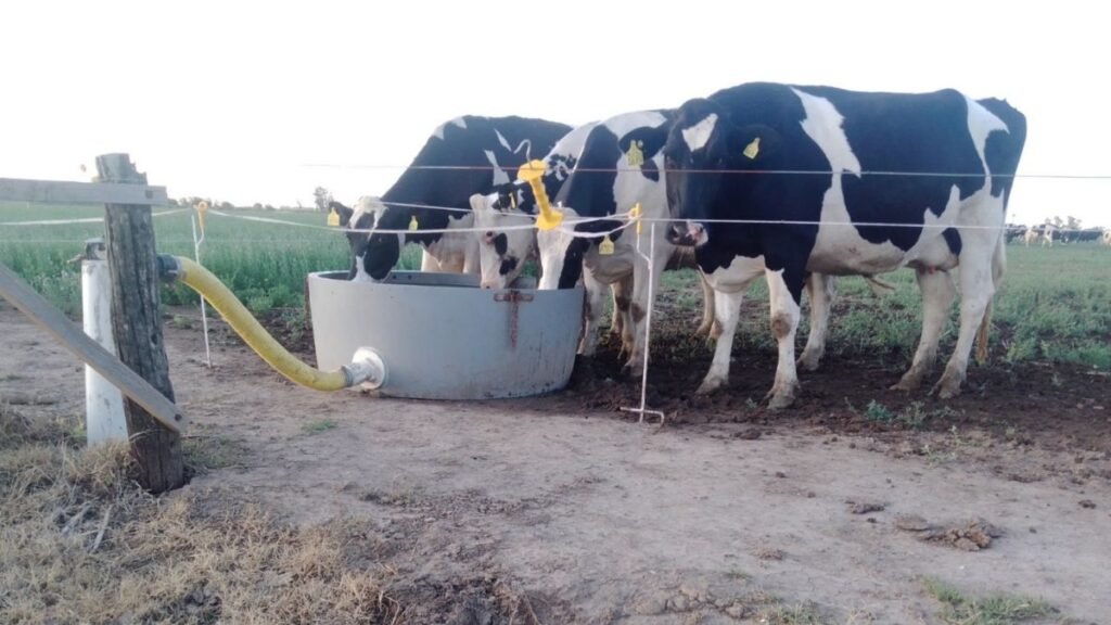 Estrés calórico en vacas lecheras: las claves para mitigarlo