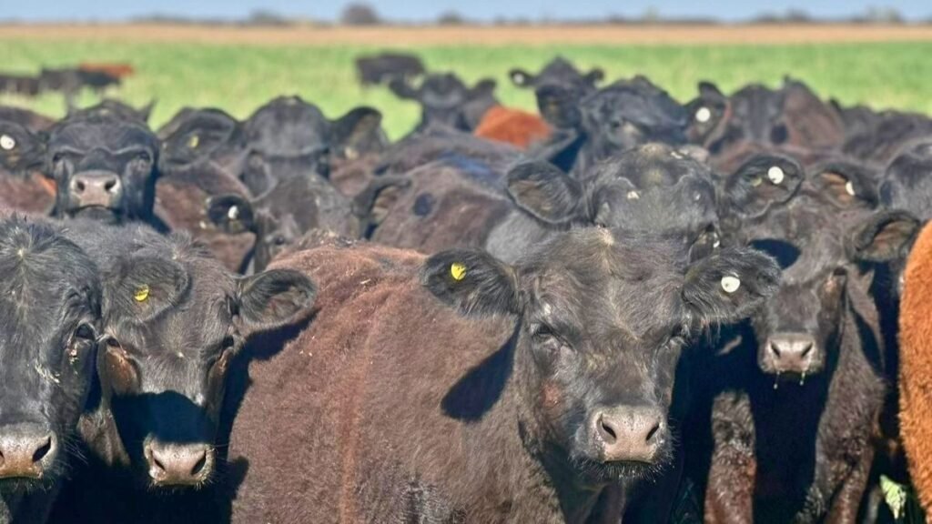 El stock de novillos sigue siendo la gran materia pendiente de la ganadería argentina