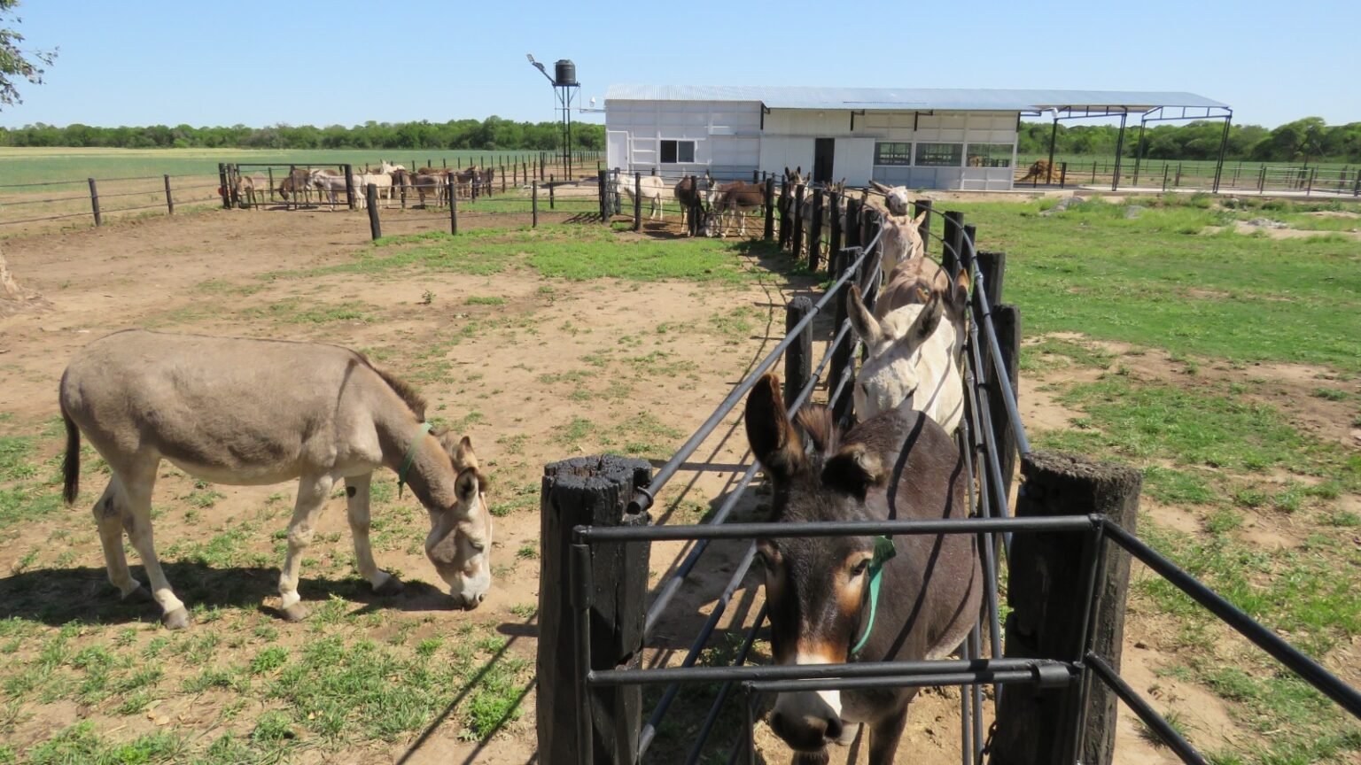 Un tambo de Córdoba que innovó en la producción de leche… con burras