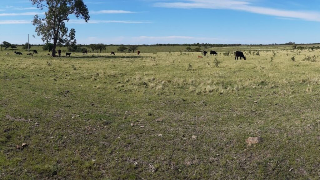 Garrapata, costos y falta de representación: motivos para fundar en Feliciano una filial de FAA