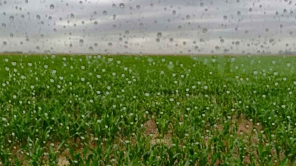 Al fin llegó El Niño a la región núcleo y cambian las proyecciones sobre su intensidad