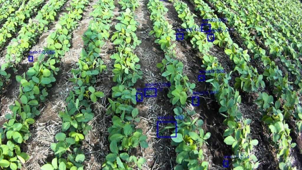 IA en el campo: tecnología local de aplicación selectiva de herbicidas se expande al mundo