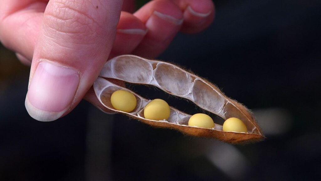 Avanza la Soja 4G: nuevo impulso para expandir a más variedades el cuarto grano por vaina