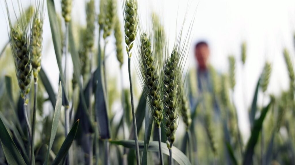 Dos líderes del agro apuestan al trigo híbrido y apuntan a la próxima década