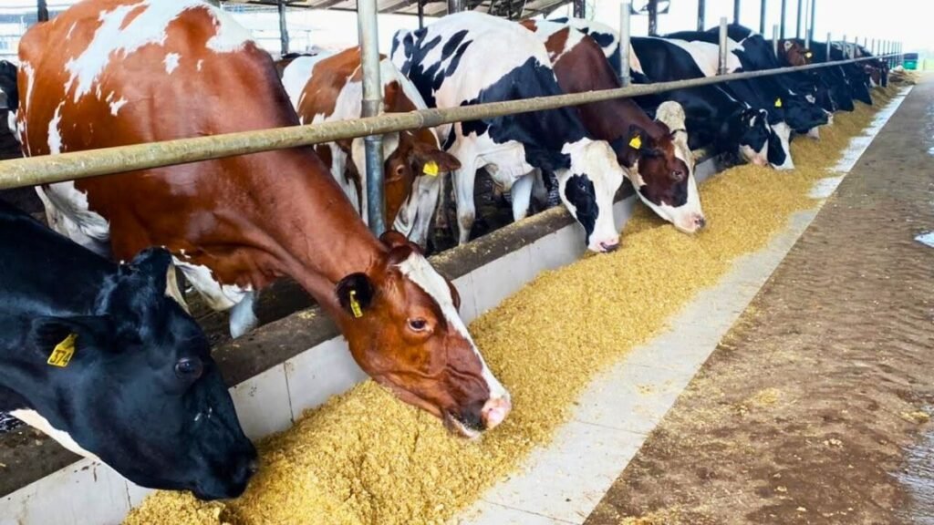 Alimentos funcionales en bovinos: por qué el intestino empieza a pesar más que el rumen