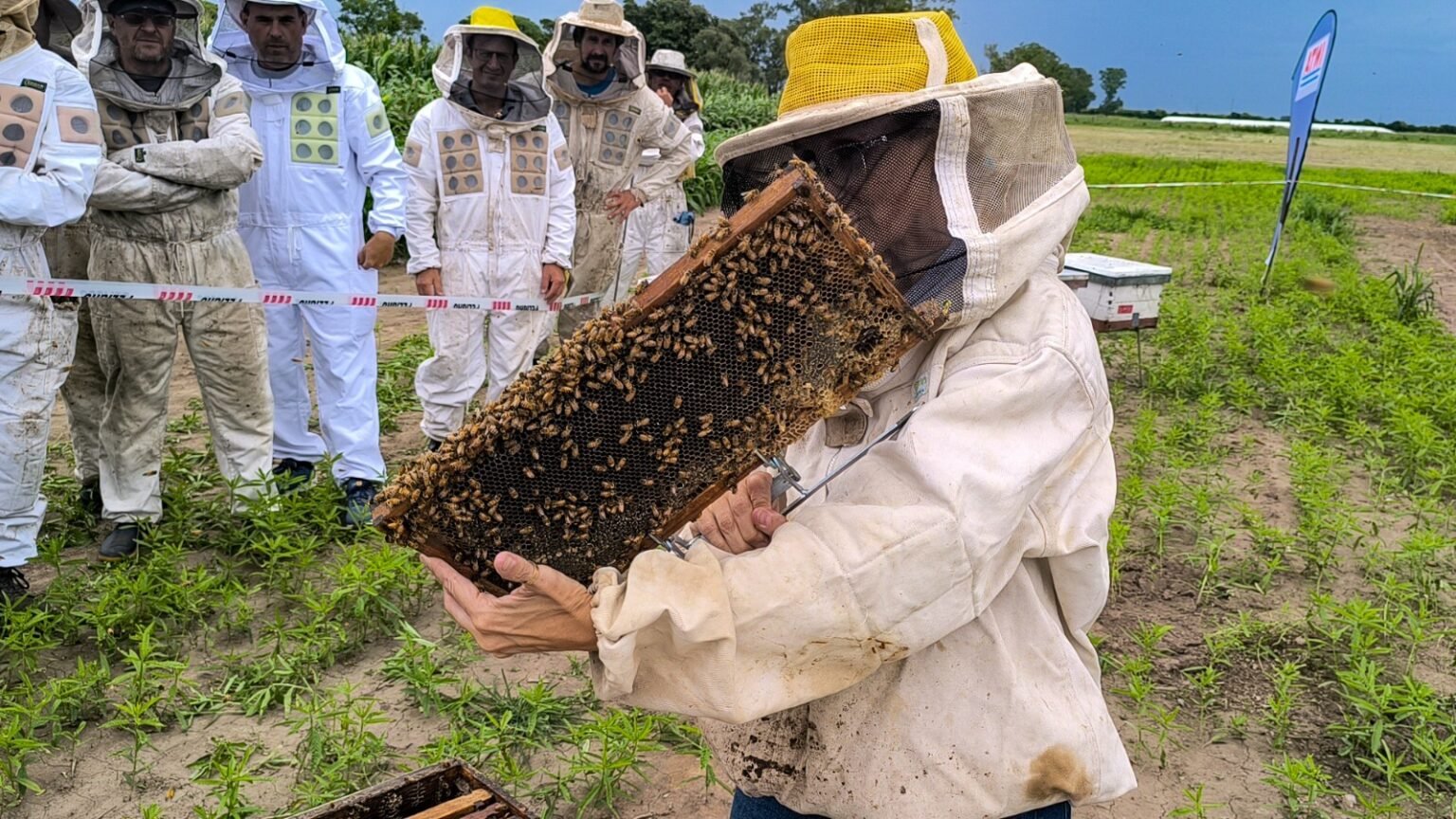 La apicultura entusiasma a los productores santafesinos