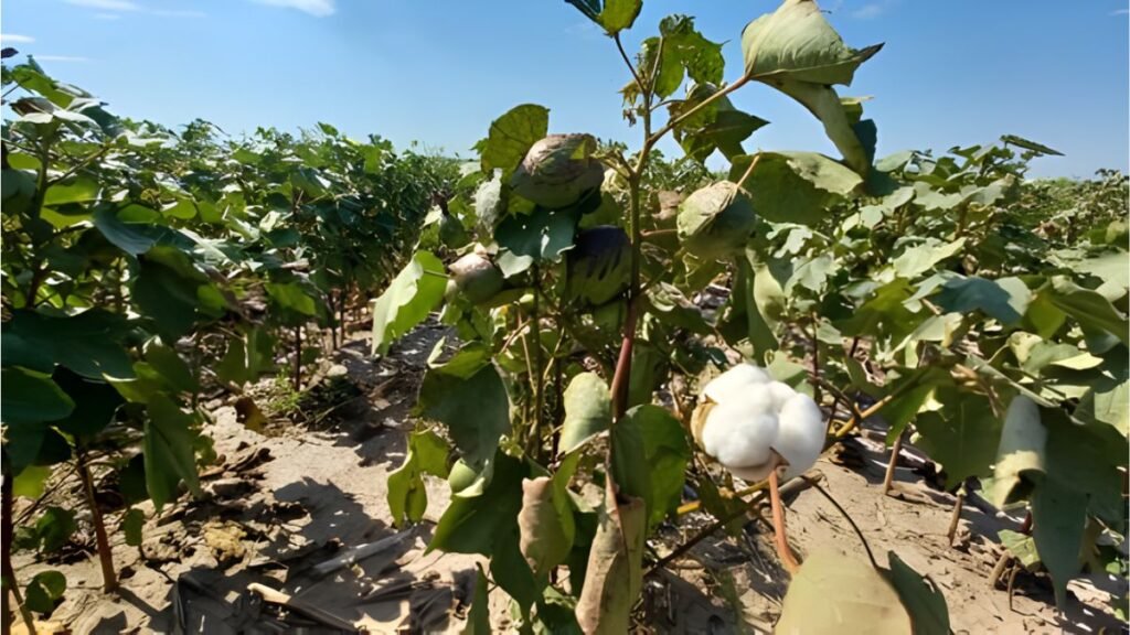 Centro norte de Santa Fe: quinta semana con lluvias y el algodón en alerta por picudo