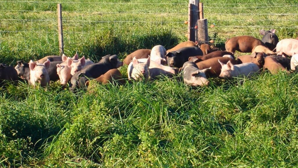 Cerdo a pasto: una producción que vuelve para crear valor