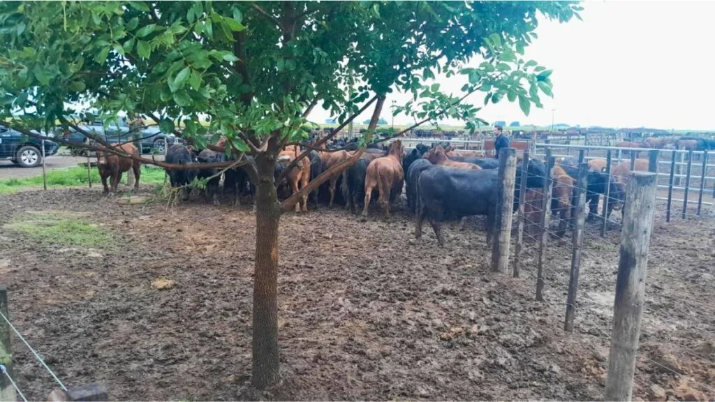 Recuperaron en un feedlot parte de la hacienda robada al agroinfluencer La Joya Agro