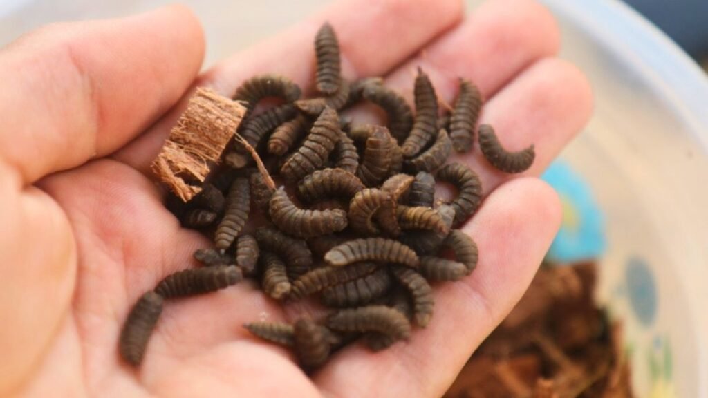 Grillos, moscas y tucuras: cómo convertir insectos en alimento para el ganado