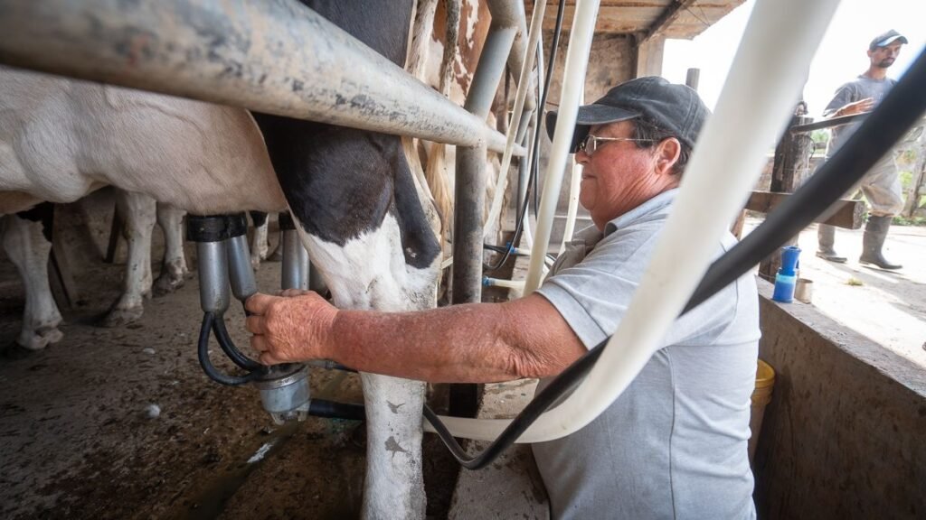 «Crujen los tambos»: desde MEPROLSAFE alertan que el récord exportador no llega al productor
