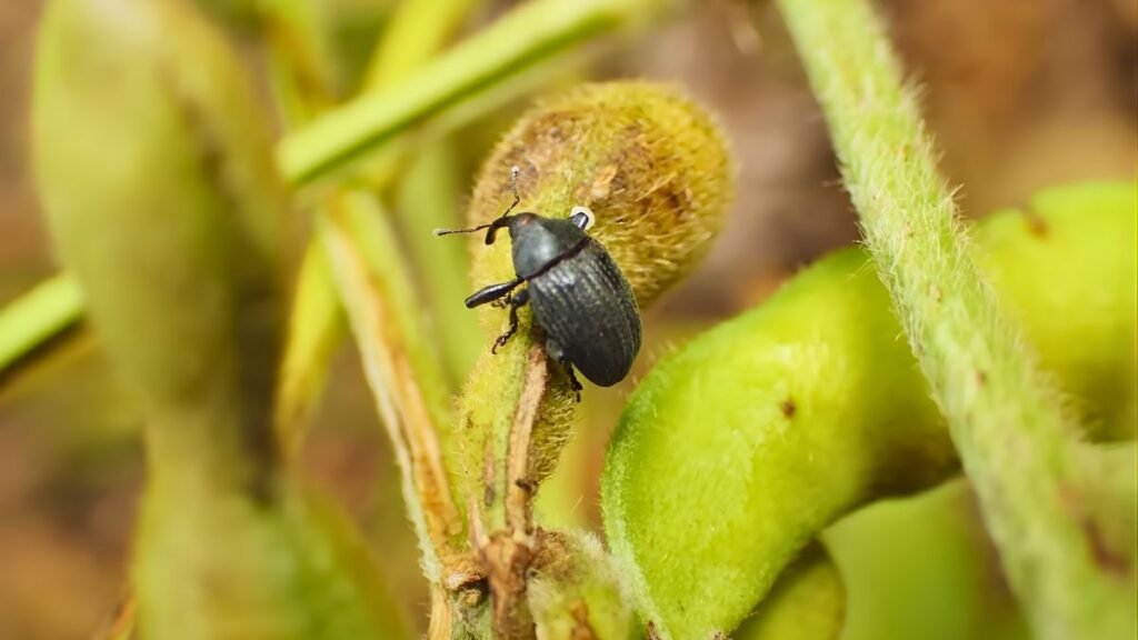 Detectan por primera vez el picudo negro de la soja en Santa Fe: qué hacer