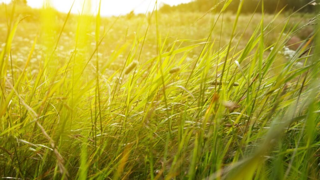 Pasturas: cómo duplicar el rendimiento con un manejo estratégico de bioestimulantes