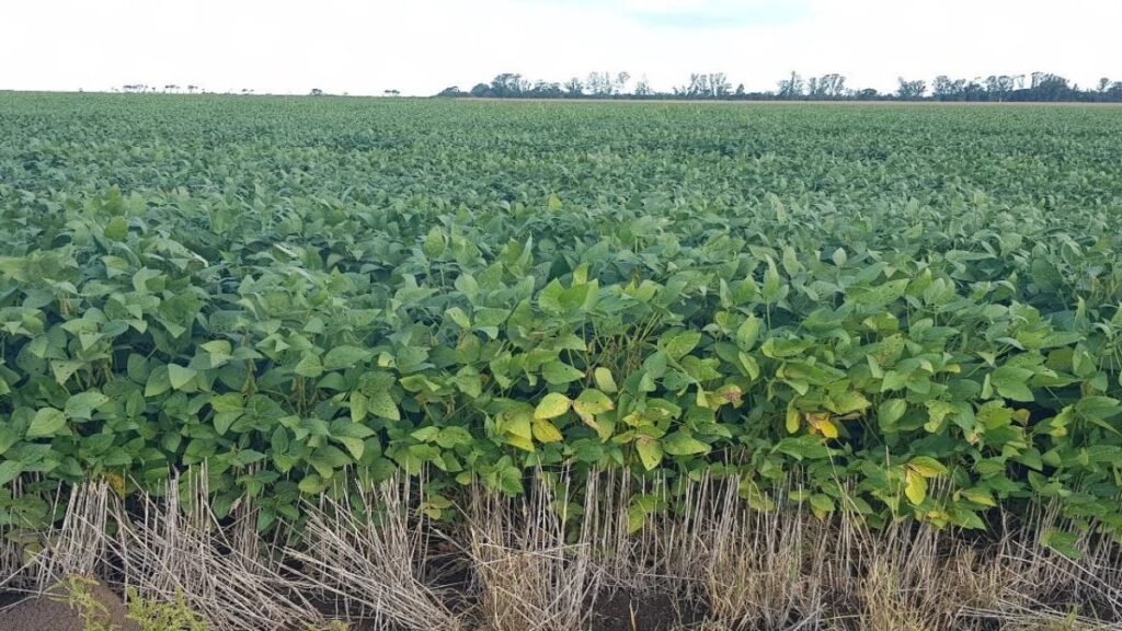 Lluvias oportunas apuntalan la soja, pero el algodón sigue bajo estrés en el norte santafesino