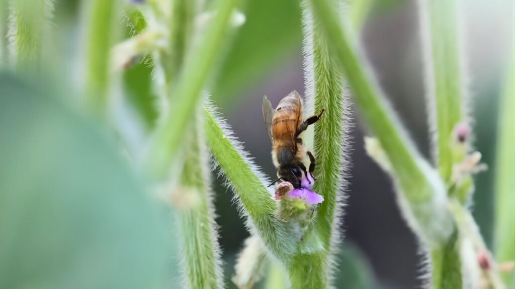 Cuando la soja necesita ayuda: el rol inesperado de los insectos