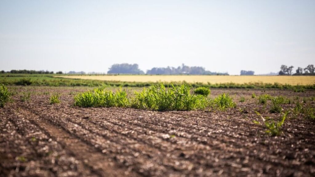 Aparece un nuevo herbicida contra malezas resistentes: clave para soja y algodón
