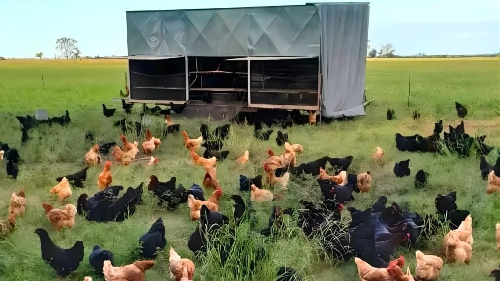 Del campo al consumidor: cómo emprender con huevos pastoriles en sistemas regenerativos