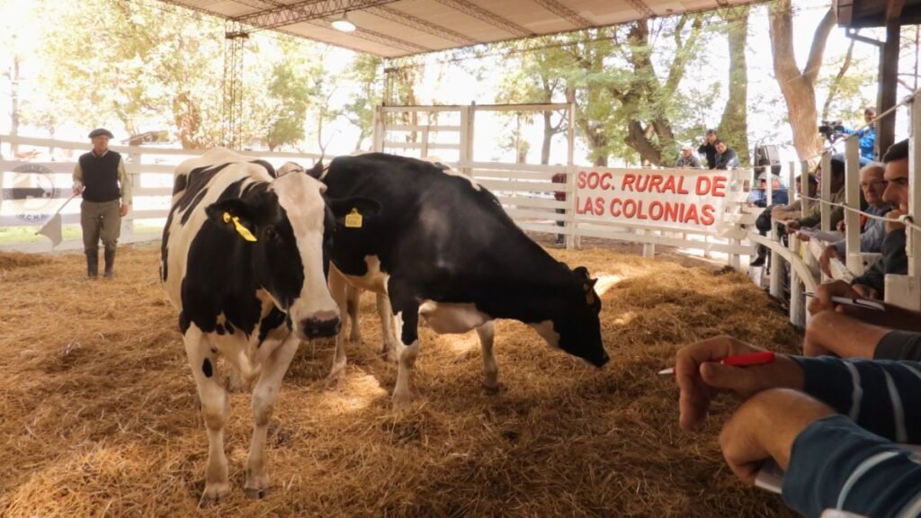 Vidriera Genética 2026: Esperanza se prepara para su tradicional remate lechero de elite