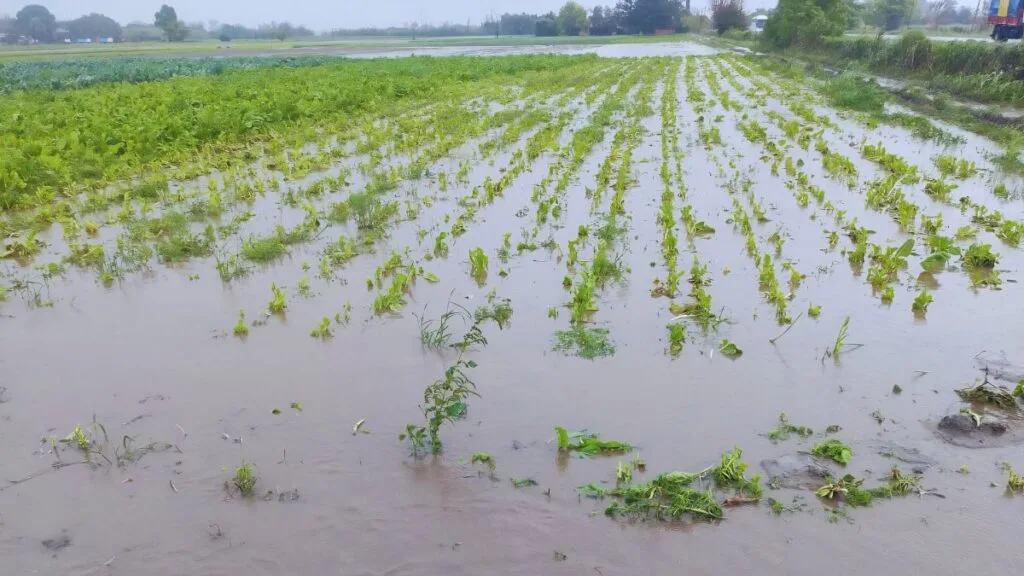 Lluvias complican al cinturón hortícola santafesino: anegamientos y pérdidas para los quinteros