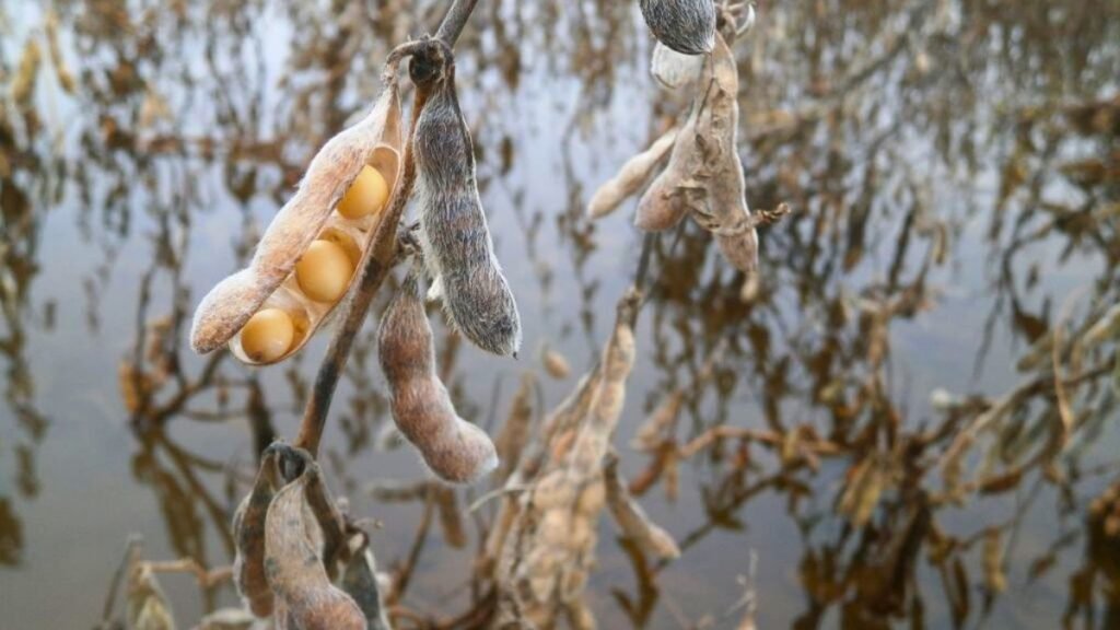 Lluvias frenan la cosecha de soja y crecen los riesgos de rebrote, desgrane y problemas logísticos