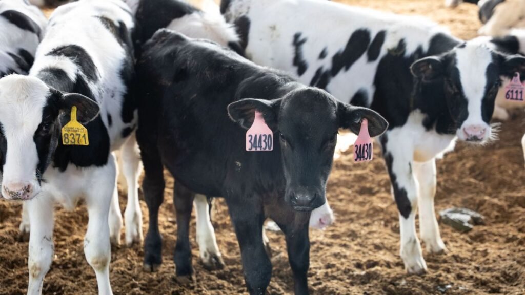 TodoLáctea 2026: cómo el Beef on Dairy puede transformar la rentabilidad del tambo