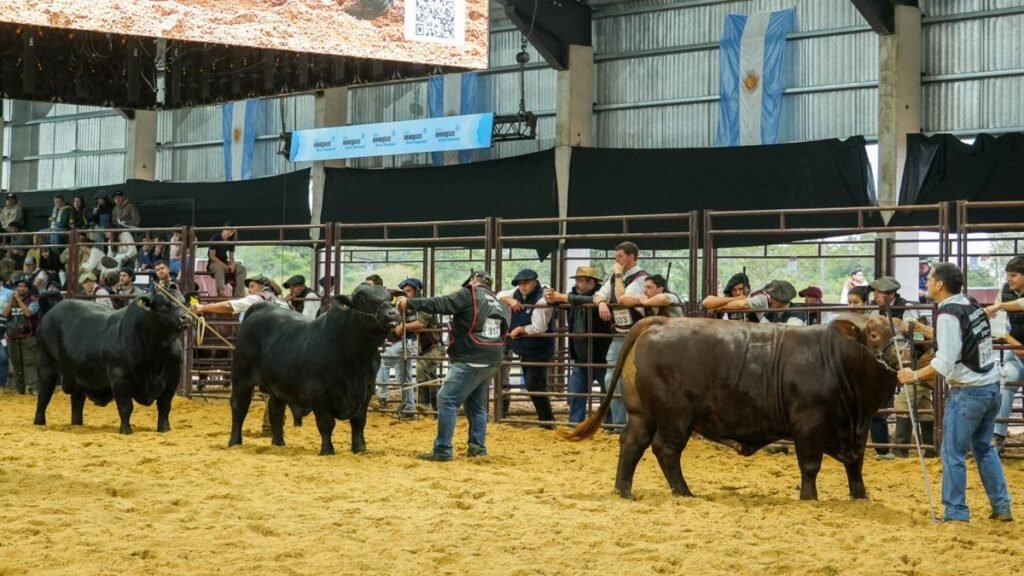 Los Guasunchos subió al podio Brangus, consolidando al noroeste santafesino como polo genético de excelencia