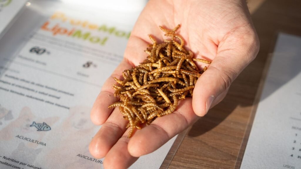 Desde Rafaela, transforman un gusano en alimento animal premium y biofertilizante