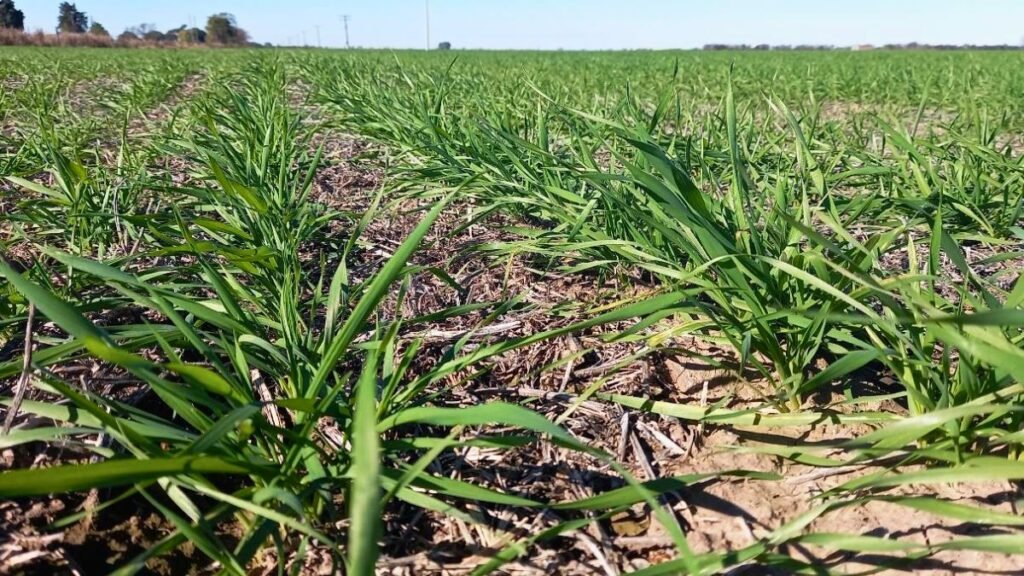Santa Fe: el trigo superó la superficie estimada y las lluvias frenaron el maíz tardío