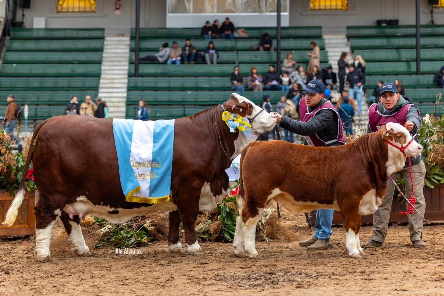 Expo Rural de Palermo: los grandes campeones de la raza Braford y la presencia de Santa Fe en el podio