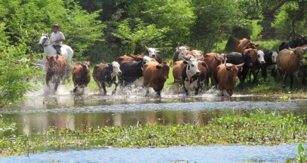 Fenómeno del Niño: en Entre Ríos buscan campos altos para alojar la hacienda de las islas