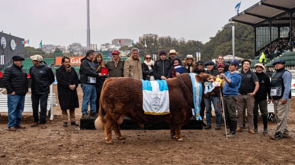 Limangus dominó Palermo: logró la mejor res de la Expo y se destacó en las juras de reproductores