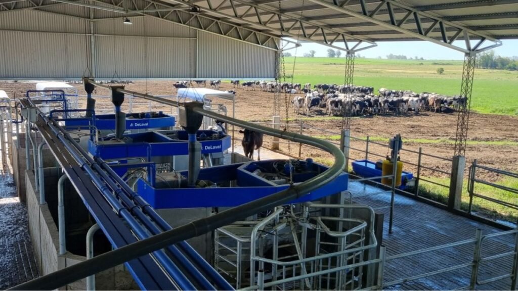 Cómo un robot de ordeño transformó el tambo familiar «Vacas felices” y mejoró la producción