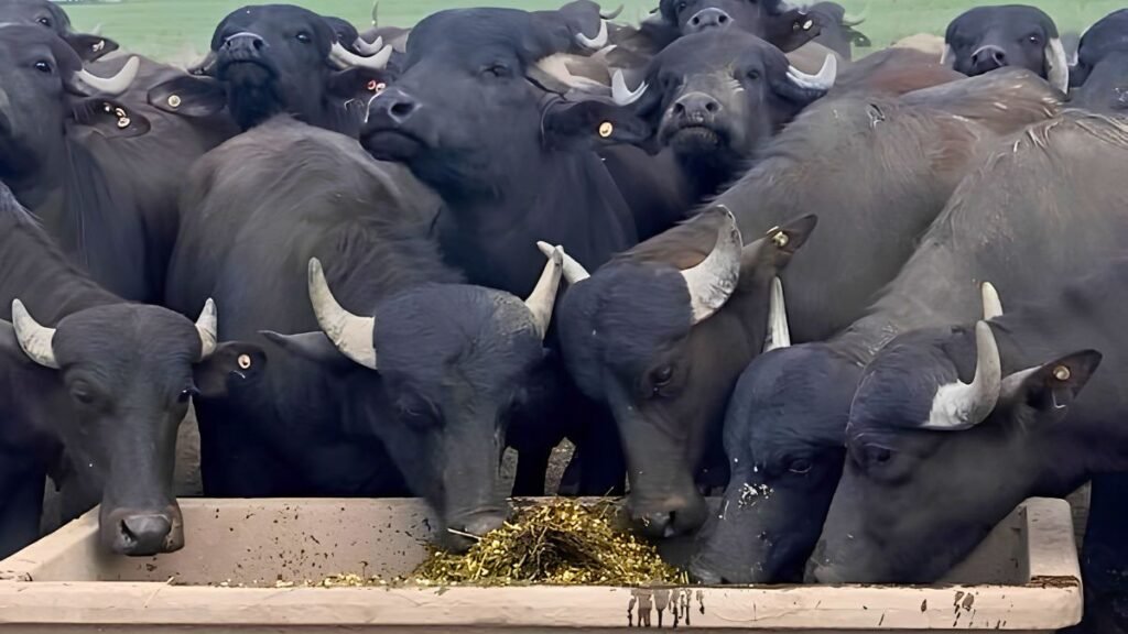 Búfalos en producción intensiva: la apuesta por la alfalfa, el feedlot y la carne diferenciada