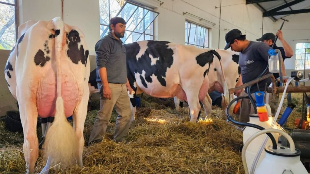 Concurso de Vacas Lecheras: así arrancó la puja por el título en la Expo Rural de Rafaela