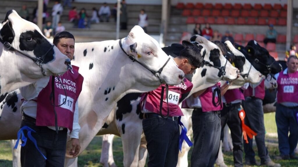 Machos Holando, Vacas a Campo y Braford, consagraron grandes campeones en la ExpoRural de Rafaela