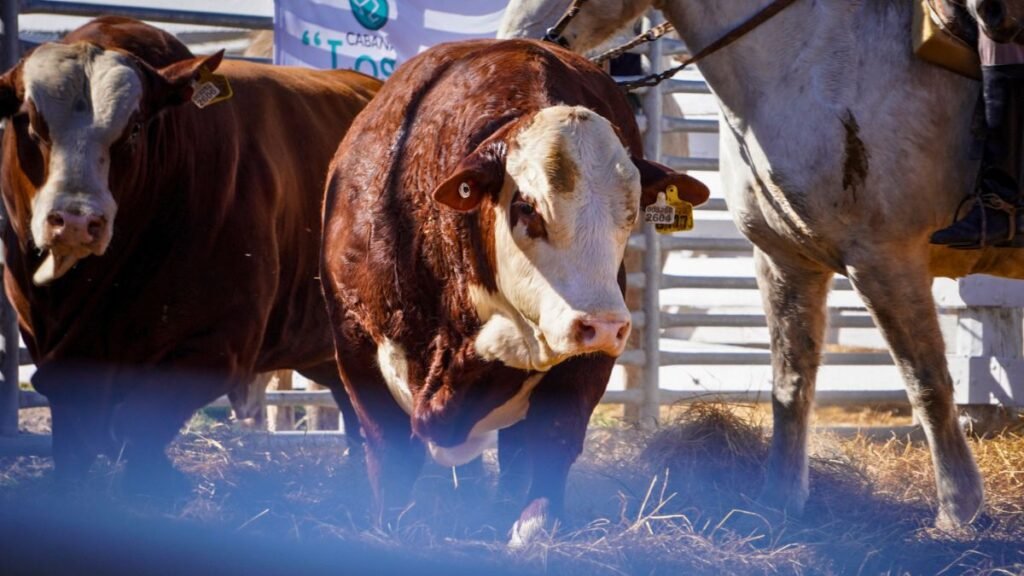 La carne gana terreno en la cuenca lechera: exitoso remate de la Unión Ganadera de Humberto 1°