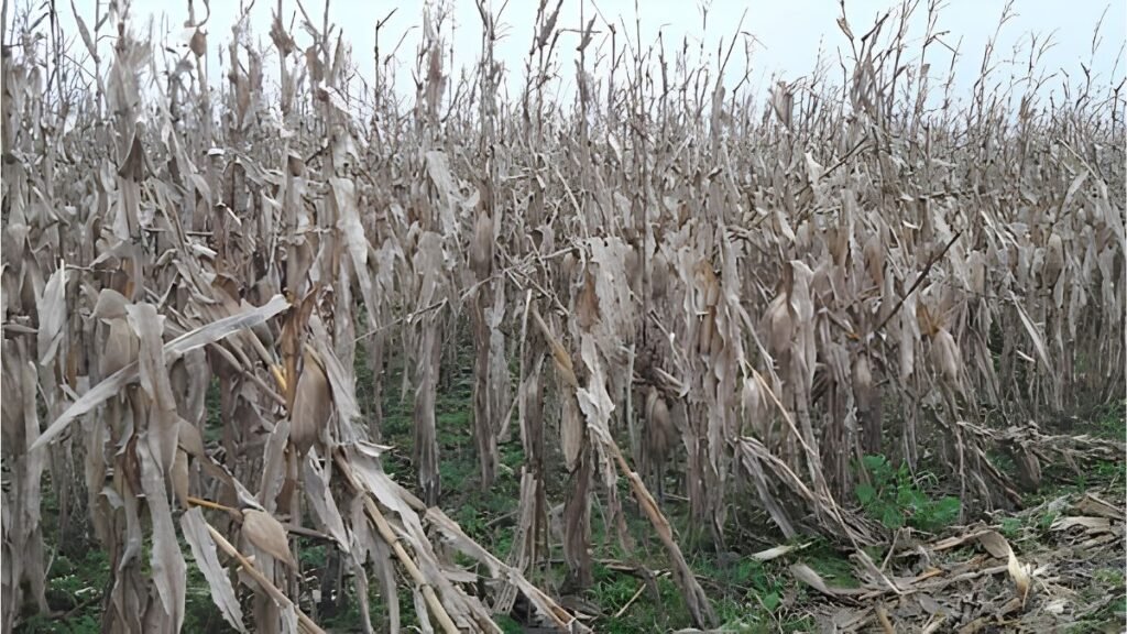 El clima vuelve a poner en riesgo las 80.000 hectáreas de maíz que faltan cosechar: qué dice el pronóstico para los próximos días