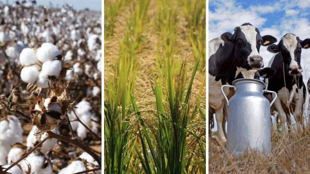 ¿Qué pasa con las economías regionales de Santa Fe? Algodón, arroz y leche siguen en rojo