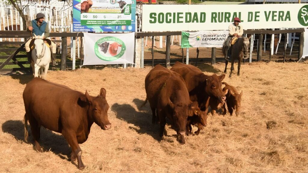 12° Gran Remate del Noreste Santafesino: 140 reproductores Angus y Brangus salen a pista en Vera